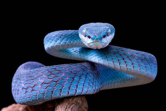 Think you know snakes? Try The Snake Quiz!
