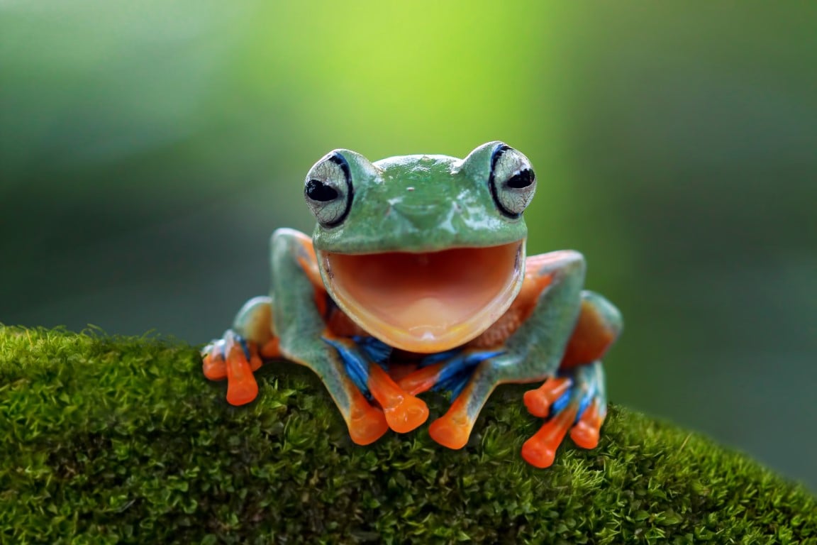 Do You Know The Wonderful World Of Frogs?