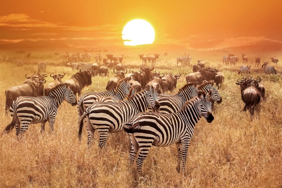 Serengeti National Park Quiz