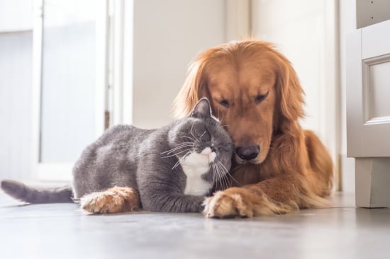 Are You More of a Cat or Dog?