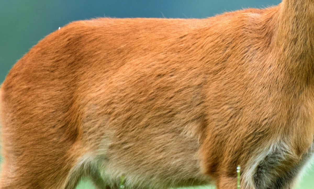 How Well Do You Know These Four-Legged Creatures?