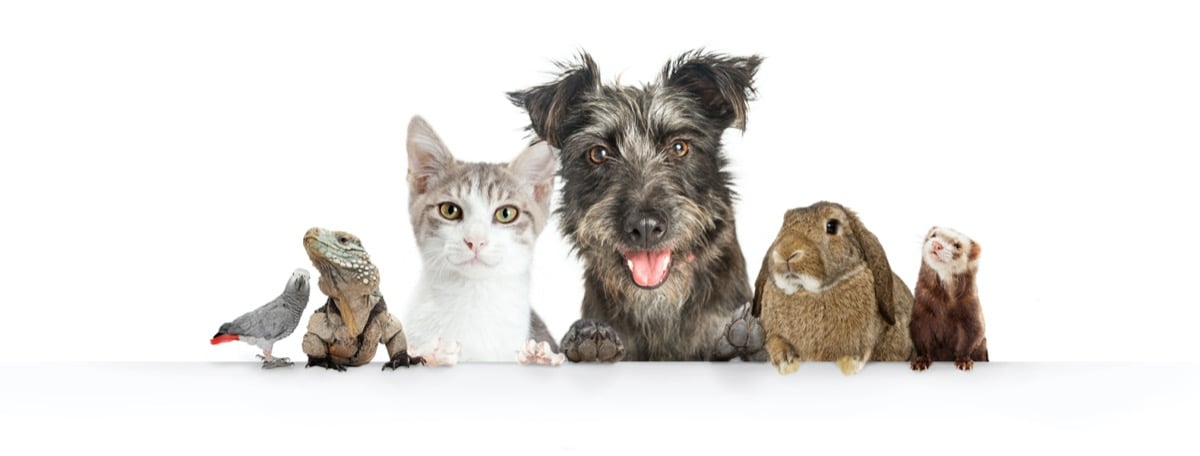 How Well Do You Know These Four-Legged Creatures?