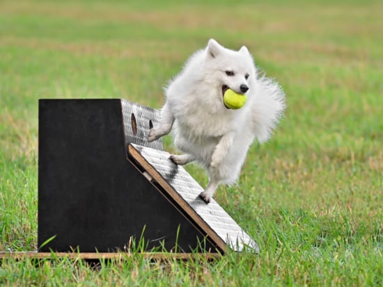 Canicross, Skijoring, Flyball, & Treibball: Dogs in Sports
