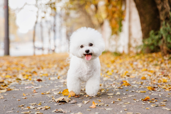 Testing Your Knowledge: How Well Do You Know Bichon Frise?