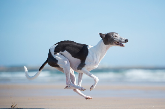 Whippet Wonders: Test Your Knowledge about this Graceful Breed