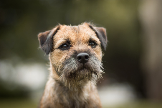 Border Terrier Trivia: How Well Do You Know This Hardy Breed?