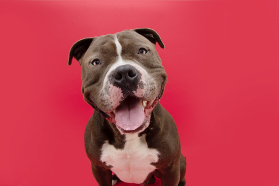 Pitbull Puzzles: Testing Your Knowledge on America's Most Controversial Dog Breed