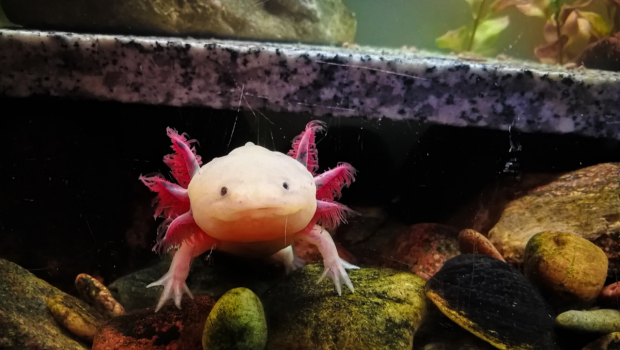 Axolotl Quiz: Test Your Knowledge of These Amazing Amphibians!