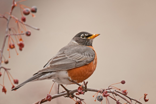 Robust Robin Trivia: Test Your Knowledge of Everyone's Favorite Feathered Friend!