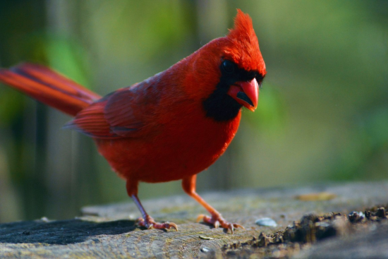 Backyard Beauties: A Quiz on Cardinals, Grosbeaks, and Buntings that Will Leave You Chirping with Joy!