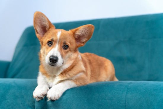 Corgi-licious: How Much Do You Know About These Adorable Low-Riders?