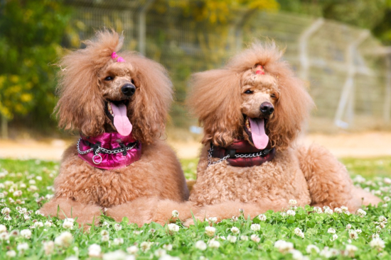 Poodle Knowledge Challenge: Test Your Understanding of this Elegant Breed!