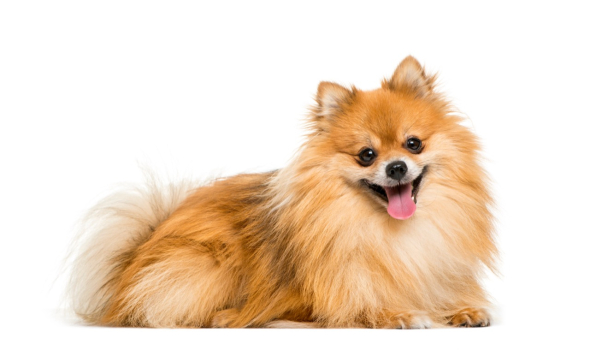 Pawesome Pomeranian Quiz: Test Your Knowledge on this Cute Canine Breed!