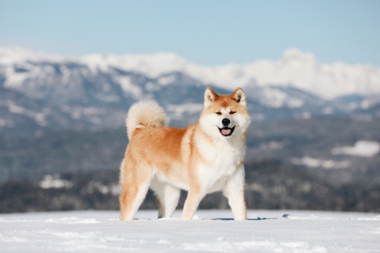 Akita Dogs: The Loyal and Versatile Breed - A Comprehensive Quiz
