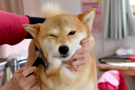 Shiba Inu Dogs: Test Your Knowledge on Japan's Beloved Breed