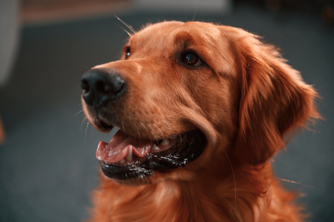 Labrador Retrievers Test Your Knowledge on Our Beloved Canine