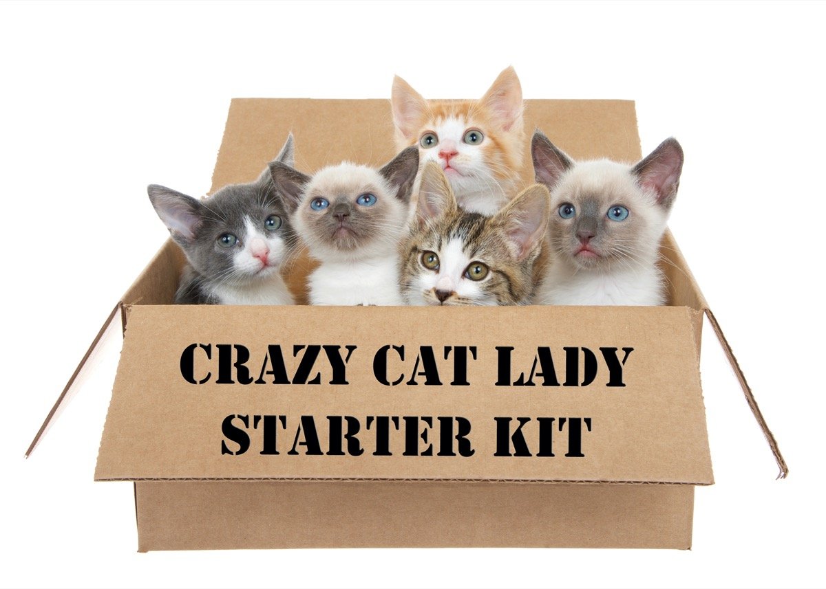 Are You a Crazy Cat Lady? 