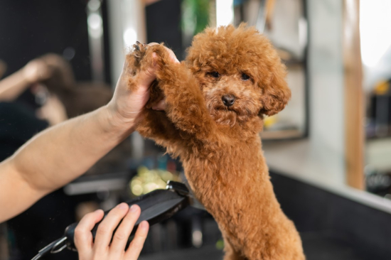 Putting Your Knowledge to the Test: A Poodle Quiz