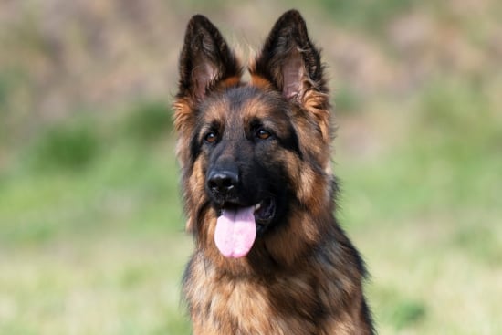 German Shepherd Dogs: A Comprehensive Knowledge Quiz
