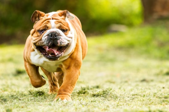 Bravo Bulldogs: Test Your Knowledge on These Beloved Canines!