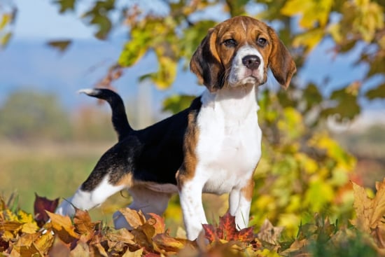 Beagle Bonanza: A Quiz on the Beloved Breed!