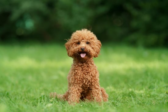 Poodles: A Furry and Fabulous Quiz