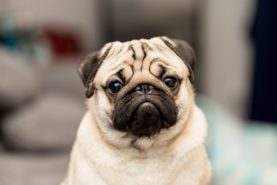 Pug-tastic Trivia: Test Your Knowledge About Our Adorable Pug Friends!