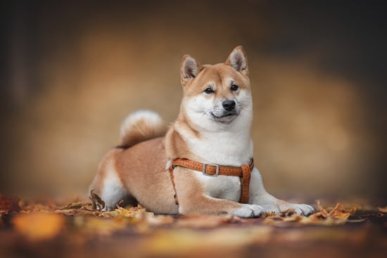 Shiba Inu Showdown: Test Your Knowledge of Japan's Iconic Dog Breed
