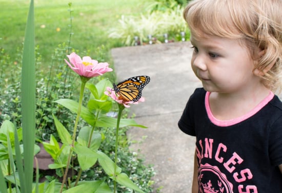 Butterfly Watching Bonanza: A Quiz to Test Your Winged Wonders' Knowledge!