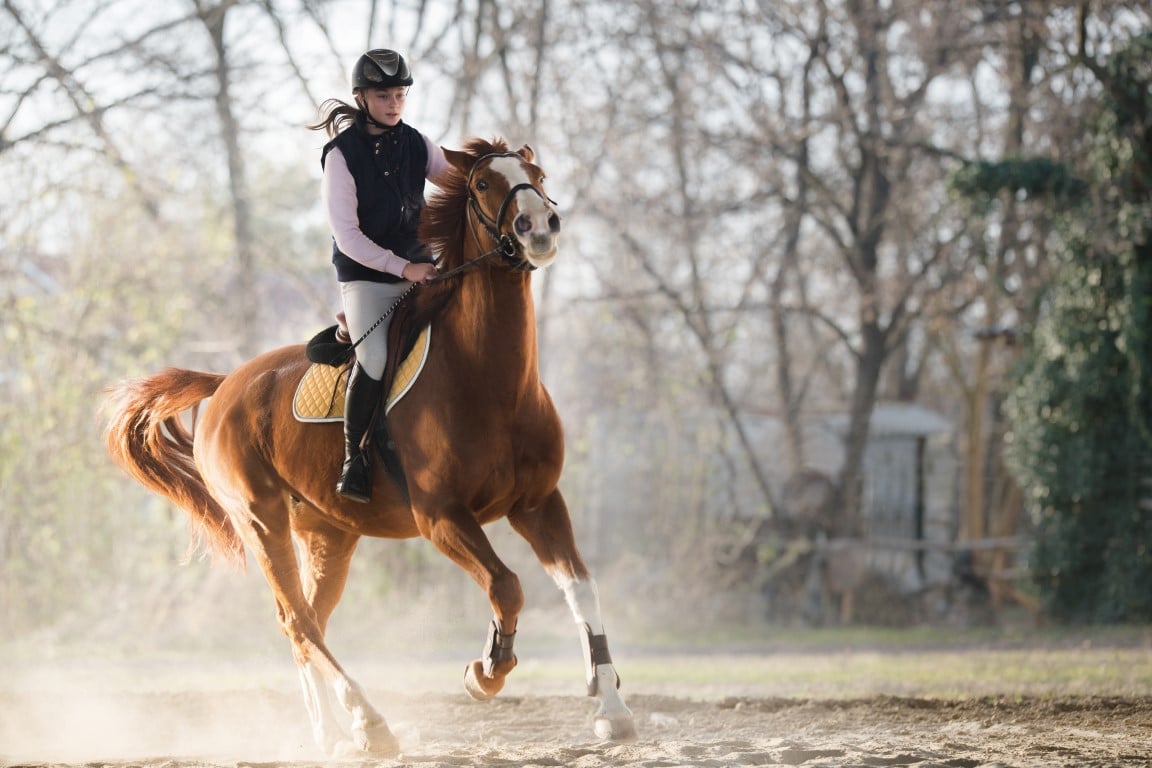 Gallop to Success: A Horse Riding Quiz for Equestrians