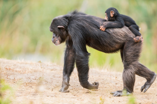 Test Your Knowledge: The Amazing World of Chimpanzees
