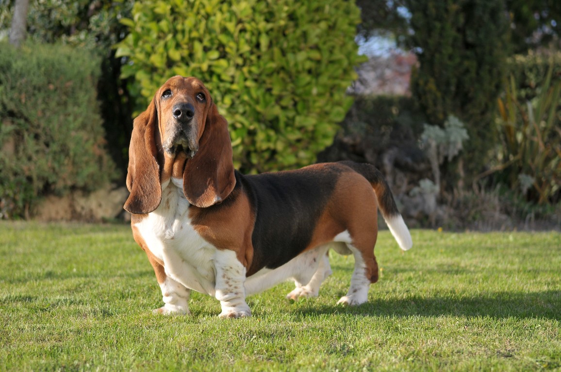 Basset Hounds Trivia Test Your Canine Knowledge! Daily Animal Trivia