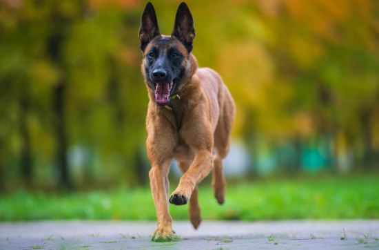 Belgian Malinois Quiz: Test Your Knowledge on This Energetic Breed