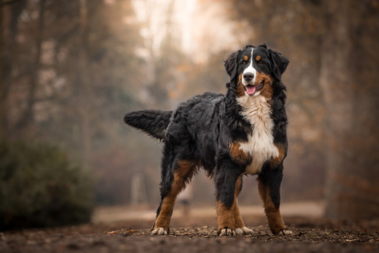 Bernese Mountain Dogs: The Majestic Canine Companions - A Trivia Quiz