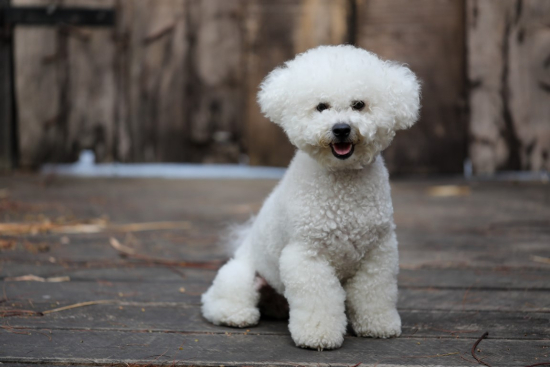Bichon Frise: Fluffy & Friendly - Test Your Knowledge on These Adorable Pooches