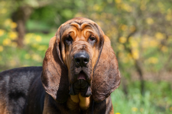 The Bloodhound Bonanza: An In-Depth Exploration of this Remarkable Breed