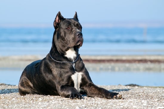 Cane Corso Knowledge Check: Unleashing the Facts about the Mighty Italian Breed