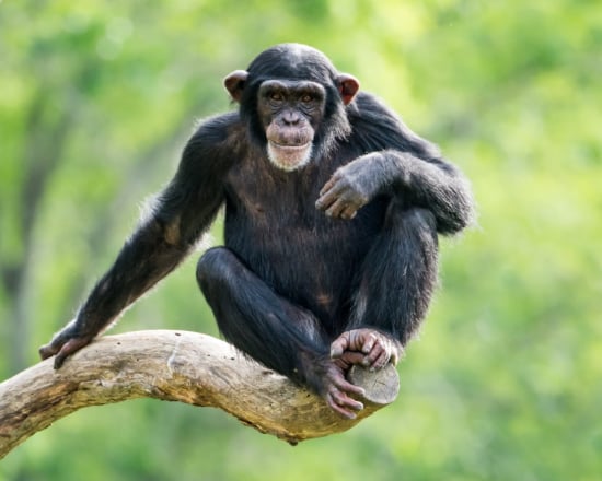 Test Your Knowledge: The Amazing World of Chimpanzees