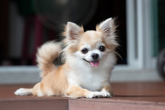 Chihuahua Challenge: Test Your Knowledge on These Tiny Canines!