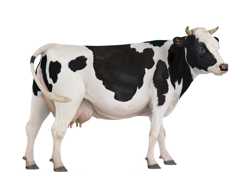 Test Your Knowledge: The Amazing World of Cows