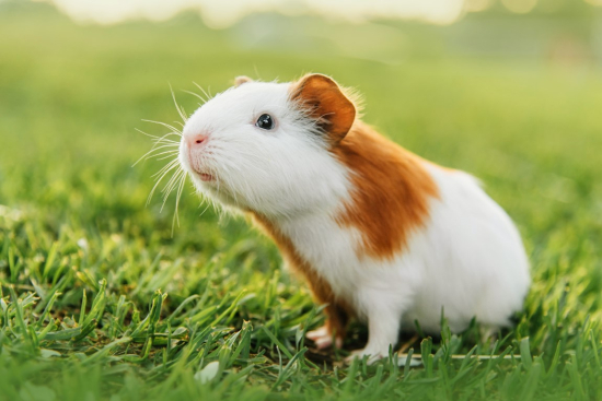 Piggy Quiz: How Much Do You Know About Guinea Pigs?