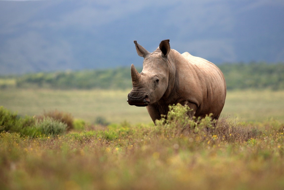 The Mighty Rhinoceros Quiz: Test your Knowledge about the World's Most Powerful Herbivore