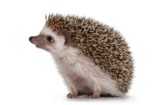 Hogging the Spotlight: A Quiz on Hedgehogs
