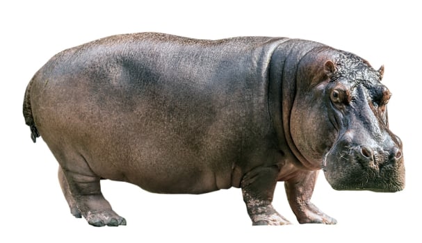 Hippo-Quiz: Test Your Knowledge about Hippopotamuses!