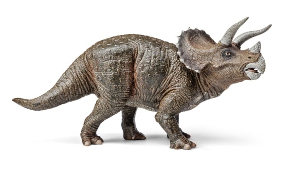 Triumph with Triceratops: A Quiz About the Three-Horned Dinosaur