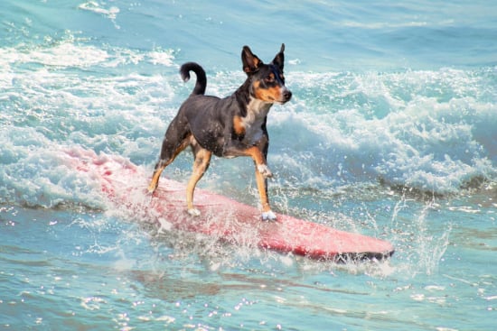 Riding the Waves with Canine Companions: A Dog Surfing Quiz