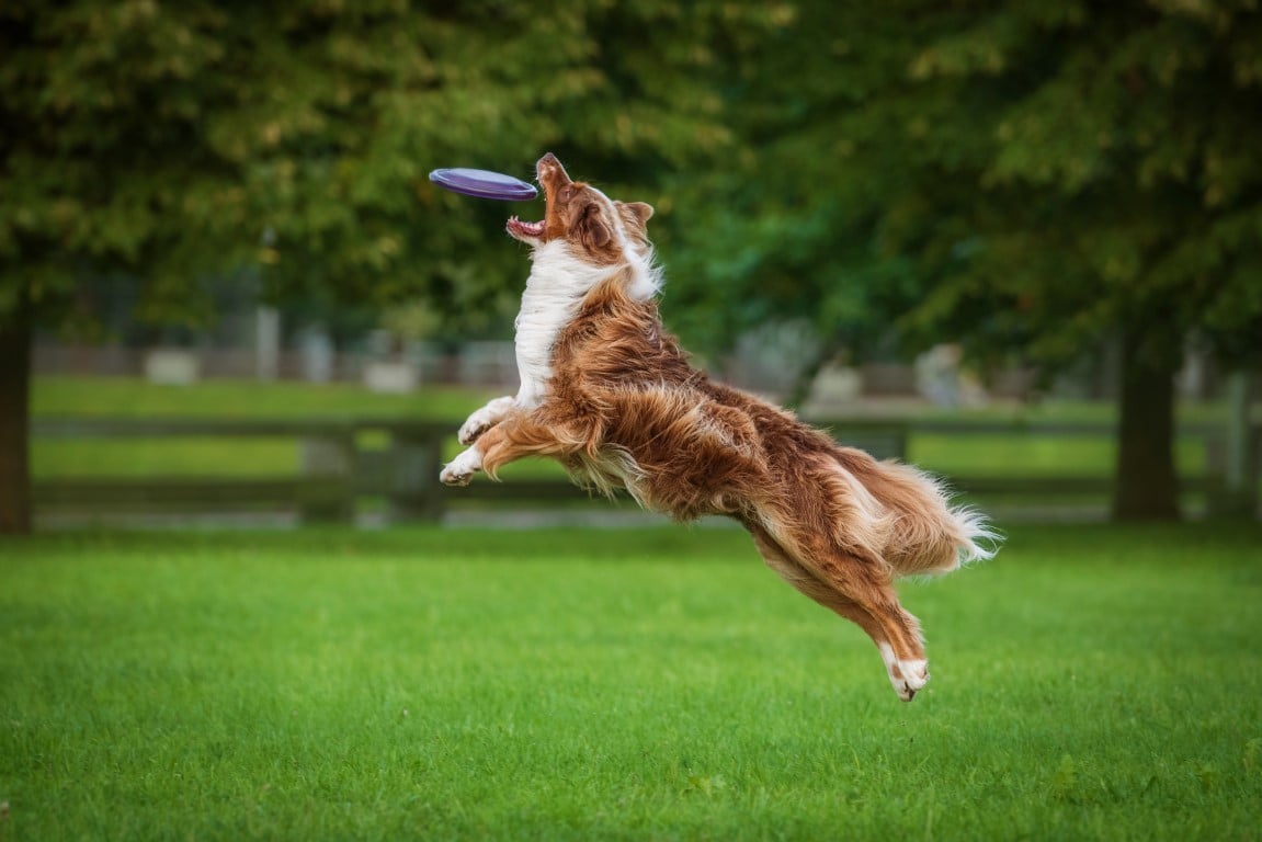 Canine Aerobatics: A Disc Dog Quiz
