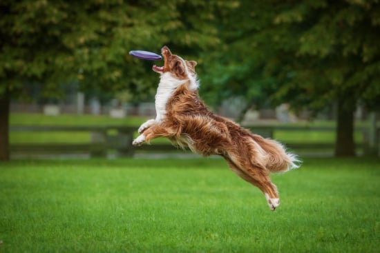 Canine Aerobatics: A Disc Dog Quiz
