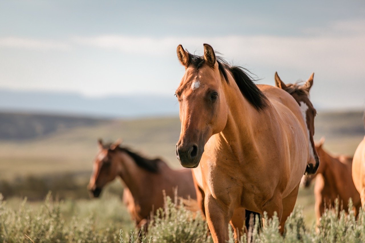 Can You Name These Horse Breeds?