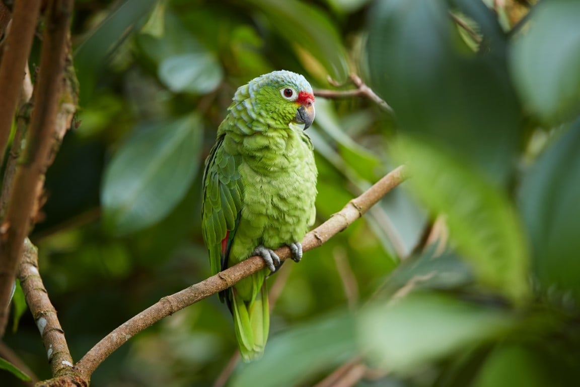 Squawk-tastic Parrot Trivia: Test Your Avian Knowledge